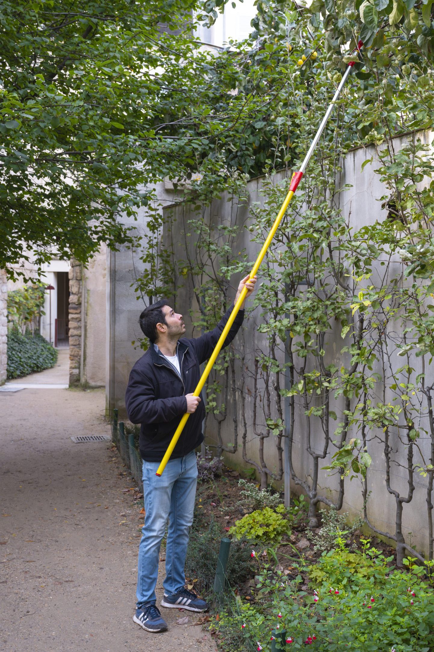 Double Vie de Kostas, facette confiturier. Récolte de Coings à Paris facette